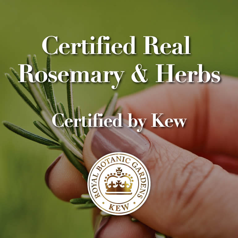 Herbal Essences Bio Renew Rosemary & Herbs Moisture Shampoo 400ml