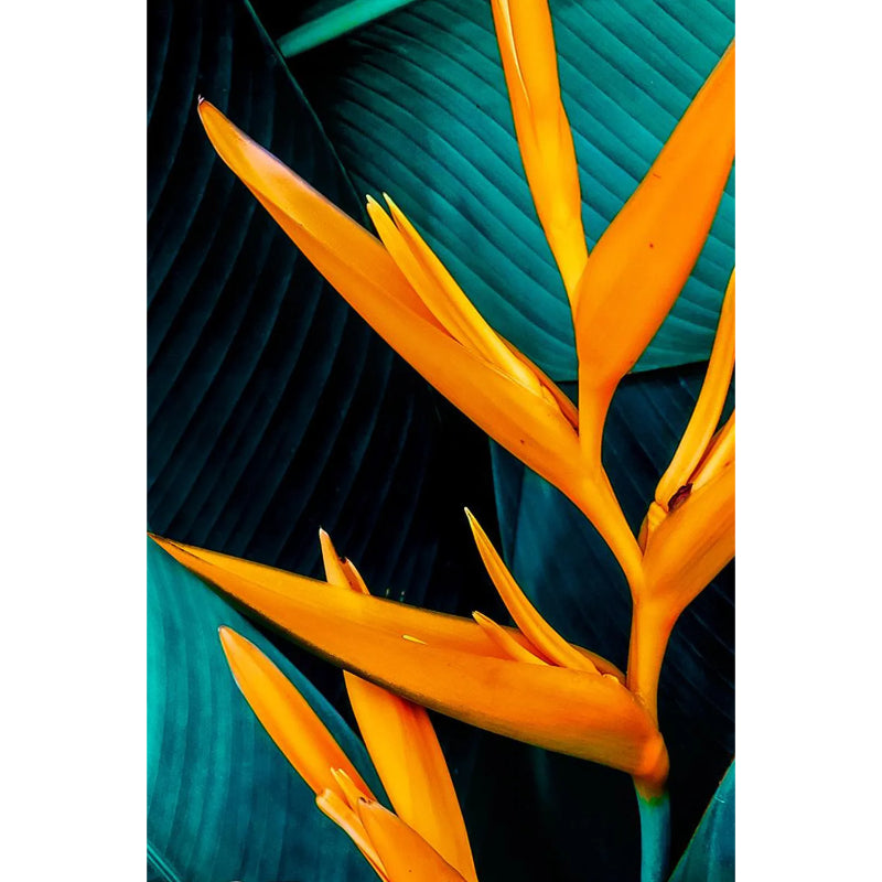Lux Botanicals Bird of Paradise & Rosehip Oil Daily Shower Gel 500ml Nourishing Cleanse & Radiant Skin